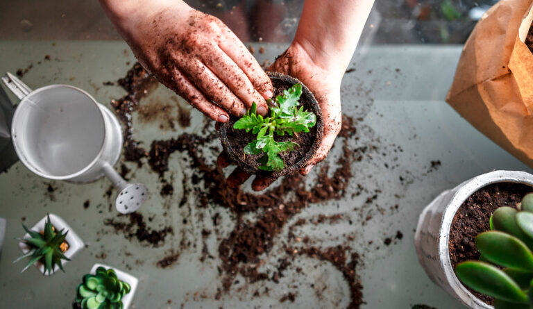 Plantar uma flor num vaso
